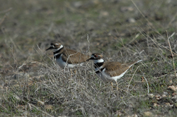 Kildeer pair.jpg